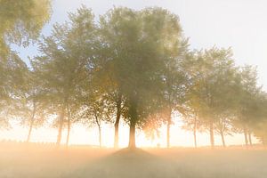 Zonsopgang over de Zwartendijk bij Kampen in het voorjaar van Sjoerd van der Wal Fotografie