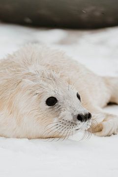 Robbenjunges | Helgoland | Deutschland | Tierfotografie von Inge Pieck