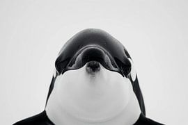Orca von Poster Art Shop