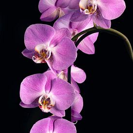Beautiful orchid plant with many flowers by Photo Art Thomas Klee