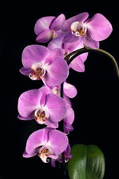 Prachtige orchidee plant met veel bloemen van Photo Art Thomas Klee