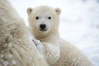 Jonge ijsbeer bij haar moeder
