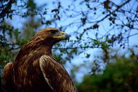 A golden eagle