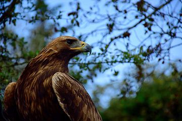 A golden eagle by Frank's Awesome Travels