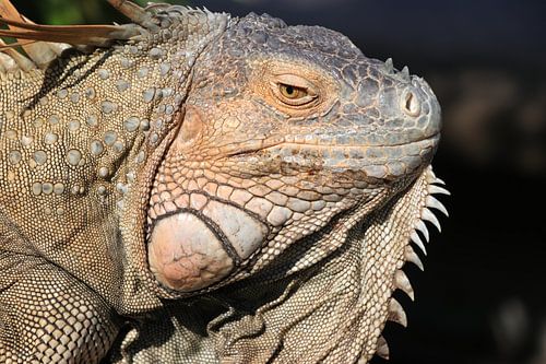 Nahaufnahme des Kopfes eines Warans aus Costa Rica
