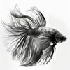 Betta Splendid fish by Uncoloredx12