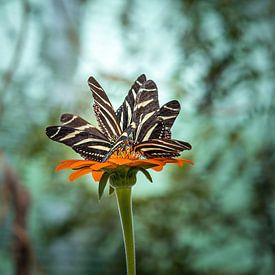 Fleur de papillon sur Rianne Groenveld