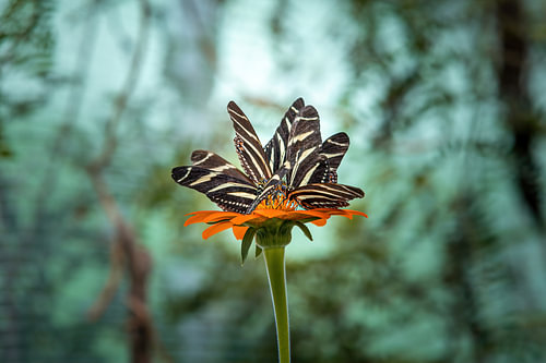 Butterfly flower