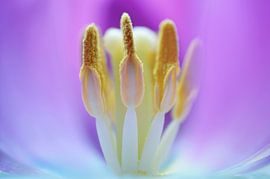Macro - Inner beauty von Angelique Brunas