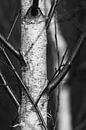 Kale jonge berkenstam met takken in de winter in zwart-wit abstract van Dieter Walther thumbnail