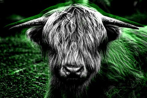 Schottischer Highlander Grün von Ruud van der Wees