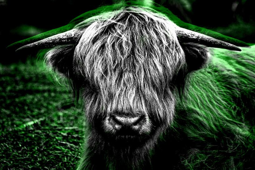 Scottish Highlander Green by Ruud van der Wees