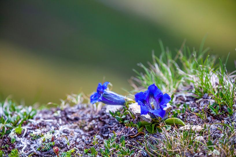 Blue gentian by Christa Kramer