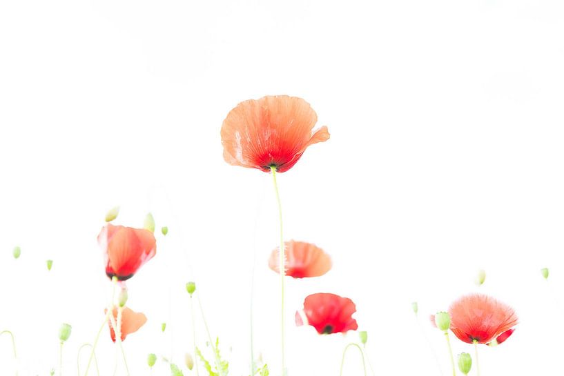 Poppy in white 4 by Pauline Rote