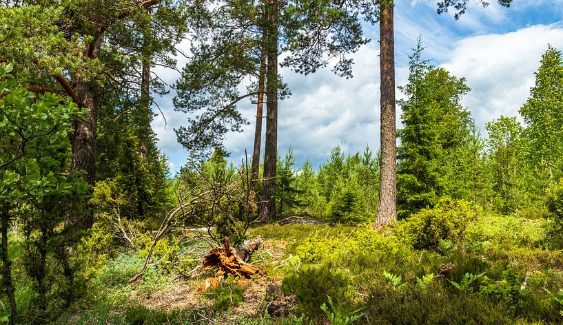 Landschapsfoto Zweden van VIDEOMUNDUM