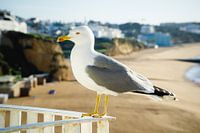 Yellow-legged gull