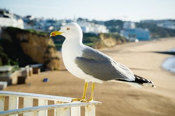 Yellow-legged gull by Deborah Zannini
