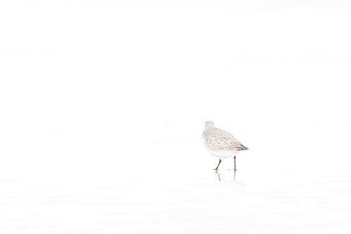 Minimalistischer Sanderling im Wintergefieder 1