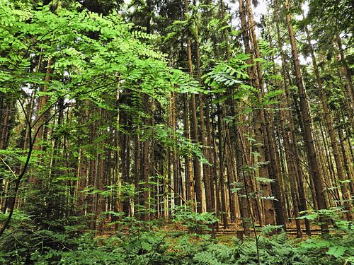 Torenhoge bomen