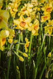 Vertical daffodils in bloom – Spring in the Bulb Region with yellow flowers in Noordwijkerhout by Sanne Dost