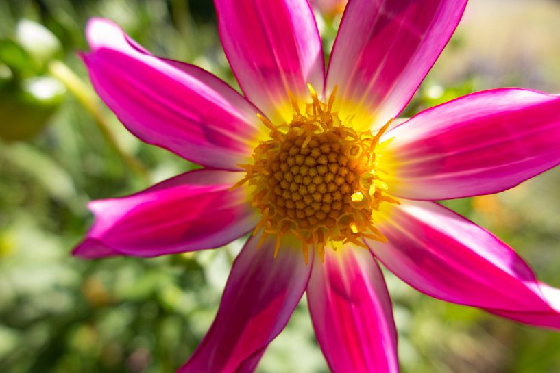 Pink flower by Daniëlle van der meule