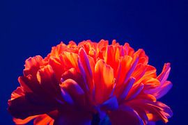 Lichtgevende bloesem van Poster Art Shop