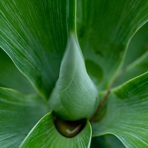 Im Herzen der Blume