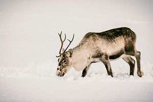 Rentiere beim Grasen im Schnee im Winter in Nordnorwegen