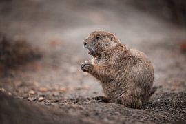 Chien de prairie sur Kimberly Scheers - Mennen