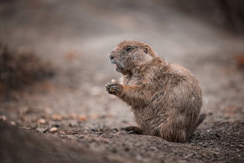 Chien de prairie