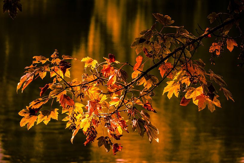 Feuilles d'automne de l'érable par Dieter Walther