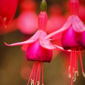 Pink Fuchsia by Laura ter Horst