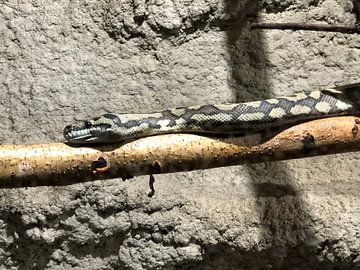 Reptiel slang van tania mol