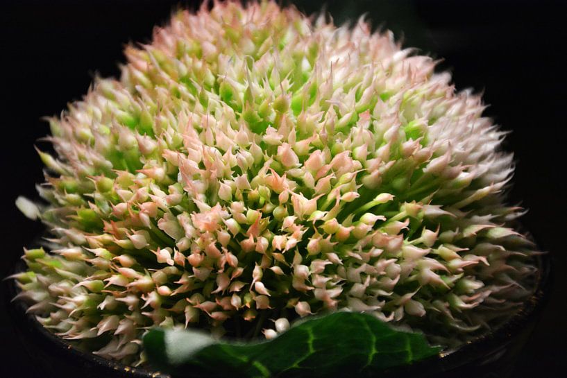 Hemlock by FotoGraaGHanneke