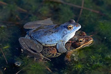 Frog by Paul van Gaalen, natuurfotograaf