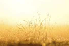 Goldener Morgen... von wisse hertsenberg