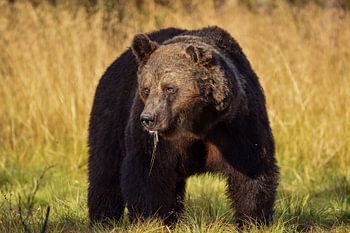Brauner Bär im goldenen Gras Finnlands