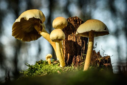 Herfst paddestoelen sur John van Gelder