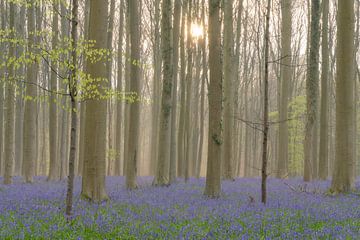 Field of shine by Jan Koppelaar