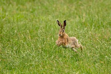 Jumping hare in the grass.