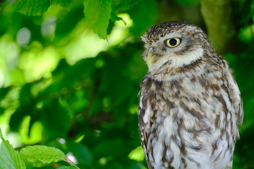 Petite chouette parmi les feuilles vertes par Quirina