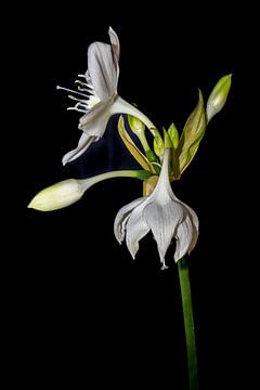 The Amazon Queen A :  Minimalistic White Amazon Lily van Joke de Jager