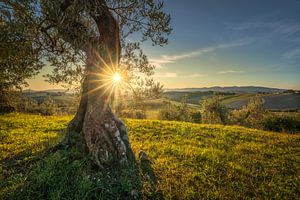 Knorriger Olivenbaum mit Sonnenstrahlen im toskanischen Sonnenuntergang