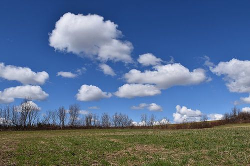 Een veld in de lente