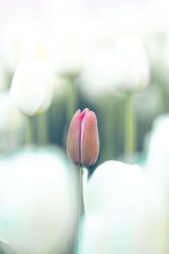 Het buitenbeentje. van Richard Nell