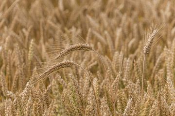 Les céréales, de la nourriture pour tous sur Ans Bastiaanssen