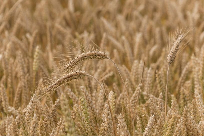 Grain, food for all by Ans Bastiaanssen