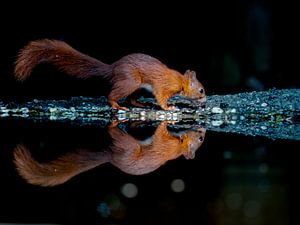 Eichhörnchen-Spiegel am Wasser von Bert Altena