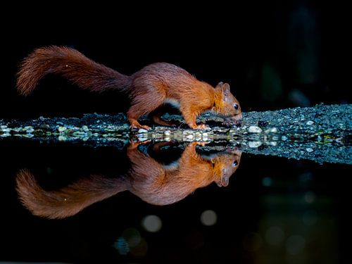 Eekhoorn spiegelt zich aan de waterkant