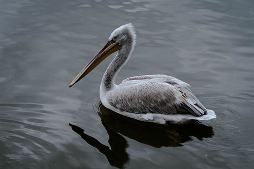 Pelikan auf dem Wasser